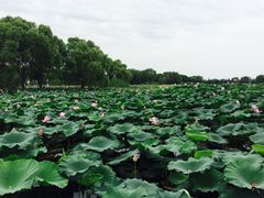 -洪湖生态旅游区