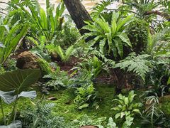 -深圳仙湖植物园