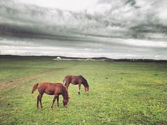 -蒙亨·手把肉·蒙古包文化主题餐厅(天恒广场店)