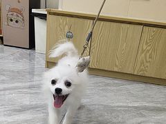 -芭比堂动物医院·24小时·眼科中心(深圳中心)