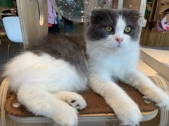 -飞行喵MR PILOT|猫舍·猫咖(静安大融城店)