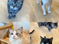 -有喵·猫咖·狗咖·40+猫狗有小奶狗(岗厦店)