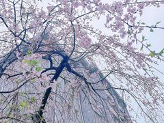 -武汉大学-樱园