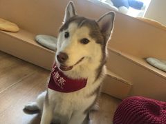-Husky Go! 哈士奇体验馆·宠物咖啡厅狗咖