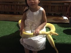 -清迈夜间动物园