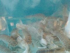 莱州人做的正宗莱州湾海鲜-三乐海鲜水饺馆