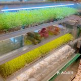 北京探店 ｜ 醒狮浓汤猪软骨火锅