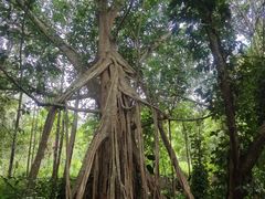 -中国科学院西双版纳热带植物园