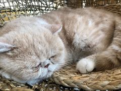 -飞行喵MR PILOT|猫舍·猫咖(静安大融城店)