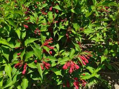 -大兴滨河森林公园