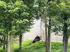 -卧龙中华大熊猫苑神树坪基地