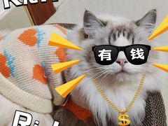 -艾吉宠物医院·疑难杂症转诊中心·猫友好(碧江路院)
