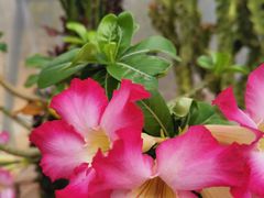 -北京植物园-展览温室