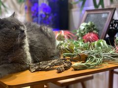 -Rabbit Cafe私房西餐甜点咖啡(栖霞路店)