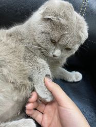 -柚子•猫美睫美甲