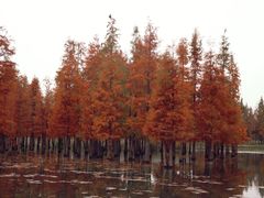 -白鹭湾湿地公园