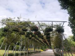 -上海滨江森林公园
