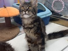 -糯米喵星人总部直营旗舰店·猫舍·幼猫出售