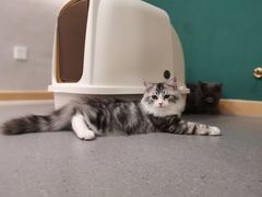 -飞行喵MR PILOT|猫舍·猫咖(静安大融城店)