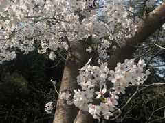 -西安青龙寺遗址景区