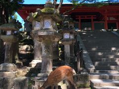-奈良公园