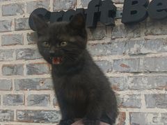 -纳吉亚猫专科动物诊疗中心(蒋宅口分院)