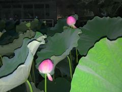 -陈家山荷花公园