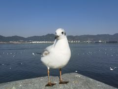 -海埂大坝