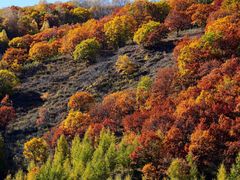 -塞罕坝国家级自然保护区