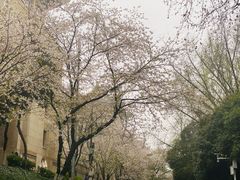 -武汉大学-樱园