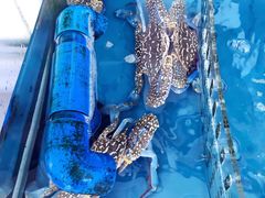 -亚龙湾8号(丁村万人海鲜广场店)