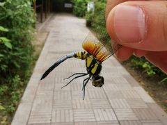 -溱湖国家湿地公园