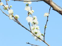 -南山植物园