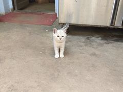 -艾贝尔宠物医院·24H转诊中心·肿瘤猫专科(江宁双龙店)