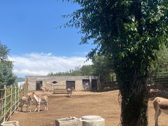 -青藏高原野生动物园