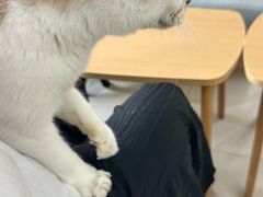 -鼓捣猫呢主题猫咖店