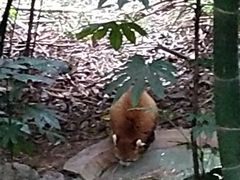 景点-成都大熊猫繁育研究基地