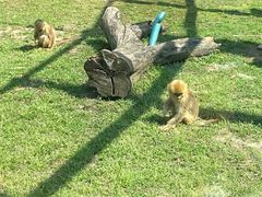 -大连森林动物园