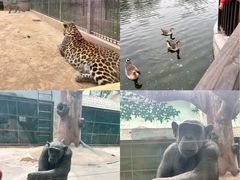 -石家庄市动物园