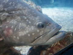 -烟台海昌鲸鲨海洋公园