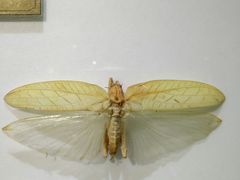 -上海昆虫博物馆