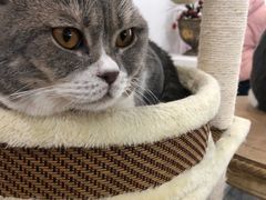 -共舞时光猫咖·狗咖(新街口店)