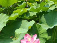 -莲花池公园