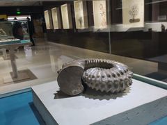 -青岛贝壳博物馆