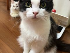-楼上猫咖(罗湖店)