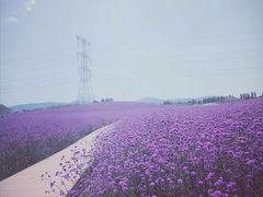 -紫颐香薰山谷景区
