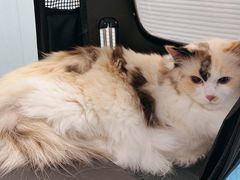 -纳吉亚猫专科动物诊疗中心(蒋宅口分院)