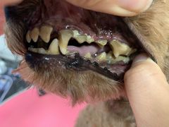 -宠福鑫康馨动物医院·骨科·眼科