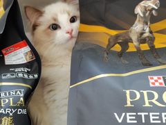 -爱侣宠医·鹦鹉专科·小型哺乳类·异宠专科(灵石路店)