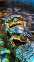 -酷嗒动物文化乐园(cutezoo西溪乐天城店)